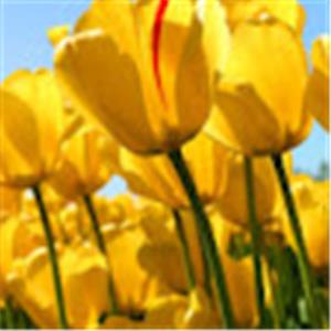 עופר - תמונה