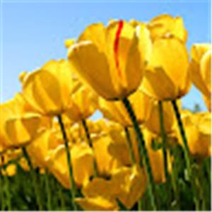 zuriada6 - תמונה