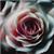 alen.serg12