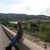 Ofir