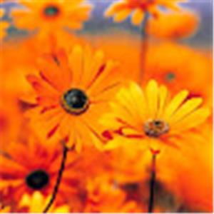 sagittz1975 - תמונה