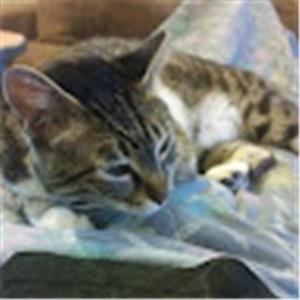 תמונת משתמש