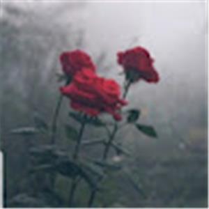 hilali1509 - תמונה