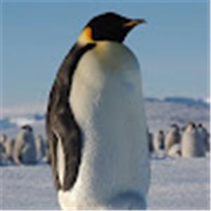 תמונת משתמש