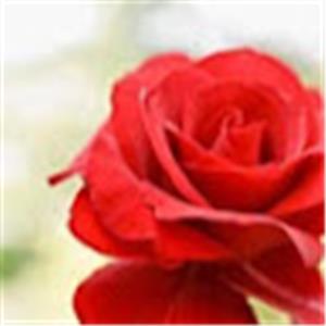 תמונת משתמש