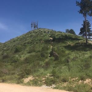 אלדד וליזה - תמונה