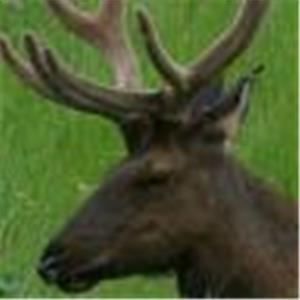 תמונת משתמש