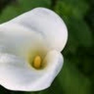 תמונת משתמש