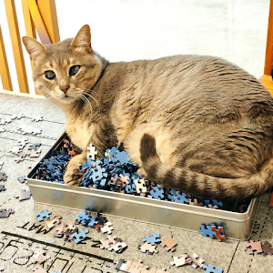 תמונת משתמש