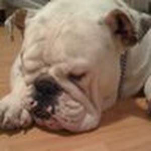 תמונת משתמש