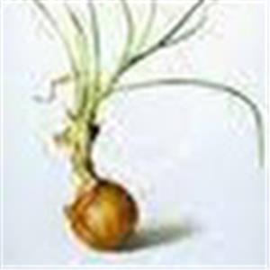 תמונת משתמש