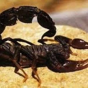 תמונת משתמש