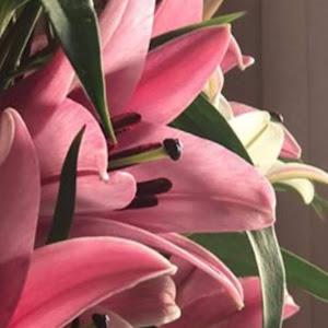 nevoyossishahaf - תמונה nevoyossishahaf - תמונה