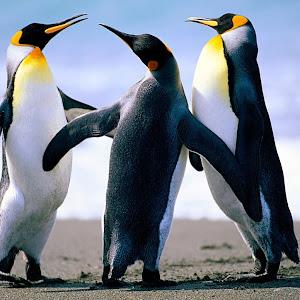 תמונת משתמש