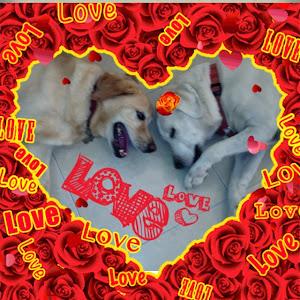 תמונת משתמש