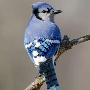 תמונת משתמש