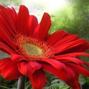 תמונת משתמש