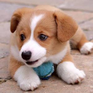 תמונת משתמש