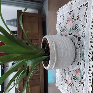 stavelya1709 - תמונה