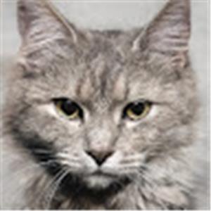 תמונת משתמש