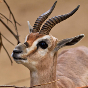 תמונת משתמש