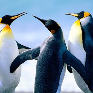 תמונת משתמש