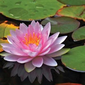 תמונת משתמש