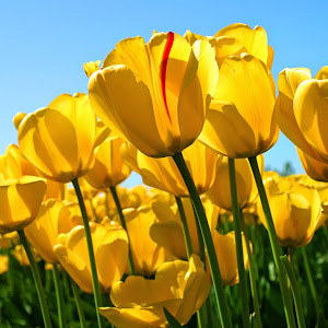 תמונת משתמש