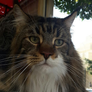 תמונת משתמש