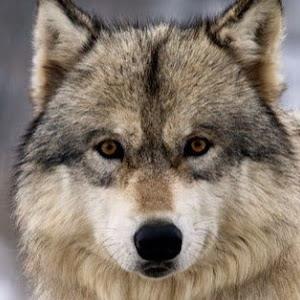 b0529936373 - תמונה