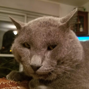 תמונת משתמש