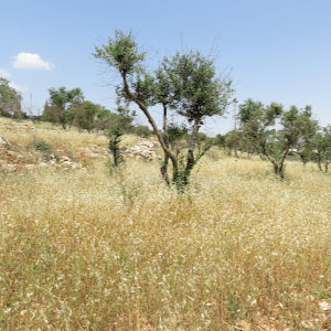 תמונת משתמש