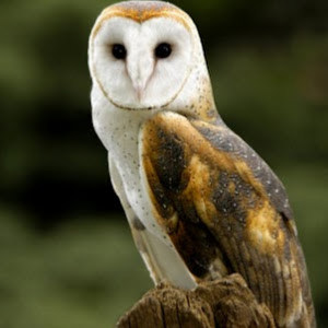 gothic.kes