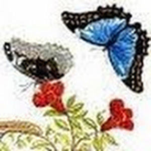 תמונת משתמש