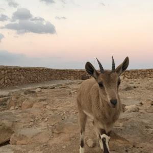 khyk236 - תמונה khyk236 - תמונה