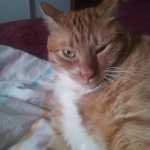 תמונת משתמש