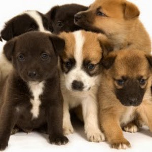 ofekaz155 - תמונה