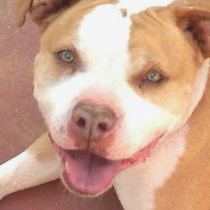 קובי - תמונה