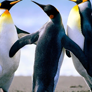 מאיר - תמונה מאיר - תמונה