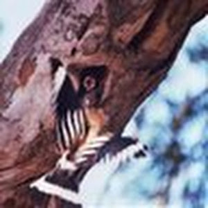 תמונת משתמש