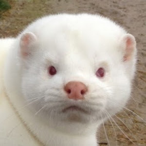 trataraja