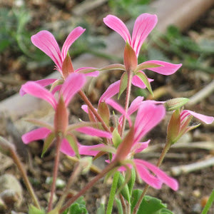 תמונת משתמש