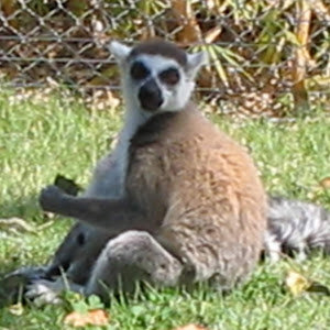 ישראל - תמונה