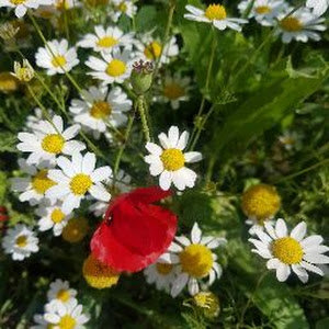 sobhea1974 - תמונה