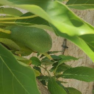 תמונת משתמש