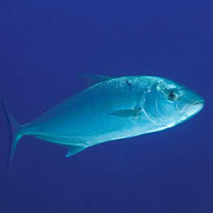 תמונת משתמש