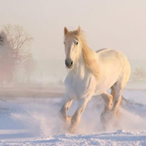 vardit.mazuz