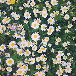 תמונת משתמש