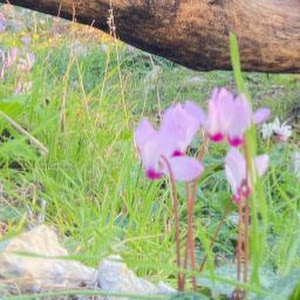 תמונת משתמש