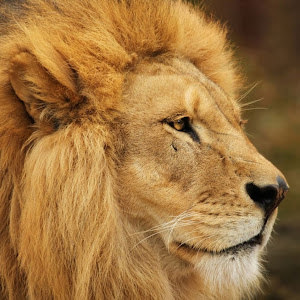 תמונת משתמש